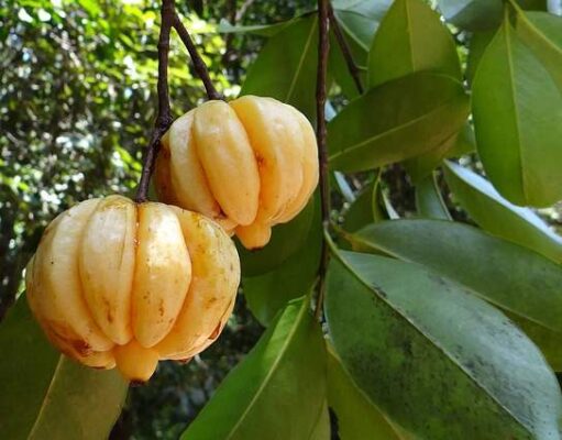 ส้มแขก