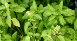 ราชินีสมุนไพร “กะเพรา” ผักสวนครัวที่คุ้นเคย เจาะลึกประโยชน์และโทษที่หลายคนไม่รู้