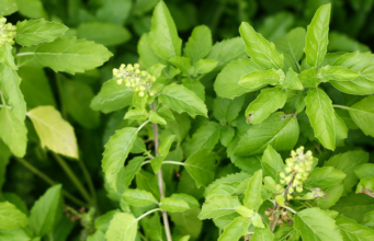 ราชินีสมุนไพร “กะเพรา” ผักสวนครัวที่คุ้นเคย เจาะลึกประโยชน์และโทษที่หลายคนไม่รู้