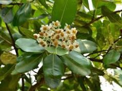 สารภี