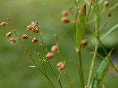 หญ้าไข่เหา สรรพคุณและประโยชน์ของต้นหญ้าไข่เหา 8 ข้อ !