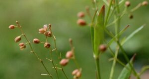 หญ้าไข่เหา สรรพคุณและประโยชน์ของต้นหญ้าไข่เหา 8 ข้อ !