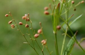 หญ้าไข่เหา สรรพคุณและประโยชน์ของต้นหญ้าไข่เหา 8 ข้อ !
