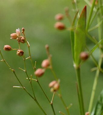 หญ้าไข่เหา สรรพคุณและประโยชน์ของต้นหญ้าไข่เหา 8 ข้อ !