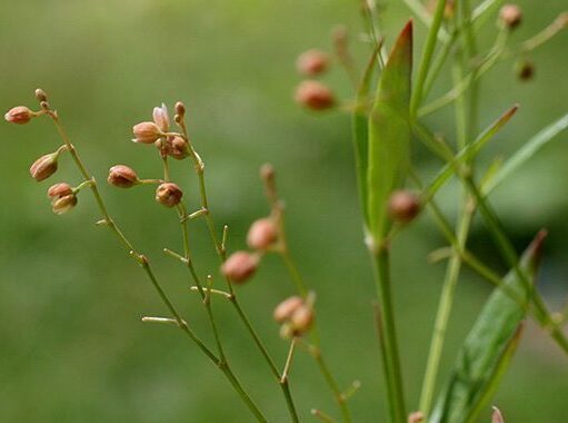 หญ้าไข่เหา สรรพคุณและประโยชน์ของต้นหญ้าไข่เหา 8 ข้อ !