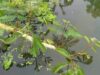 8 สรรพคุณและประโยชน์ของผักกระเฉดน้ำ ! (Water mimosa)