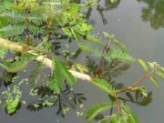 8 สรรพคุณและประโยชน์ของผักกระเฉดน้ำ ! (Water mimosa)