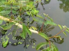 8 สรรพคุณและประโยชน์ของผักกระเฉดน้ำ ! (Water mimosa)