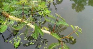 8 สรรพคุณและประโยชน์ของผักกระเฉดน้ำ ! (Water mimosa)