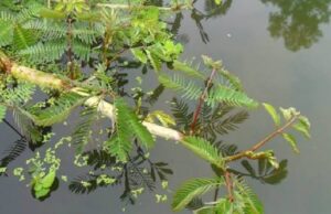 8 สรรพคุณและประโยชน์ของผักกระเฉดน้ำ ! (Water mimosa)