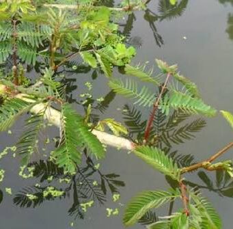 8 สรรพคุณและประโยชน์ของผักกระเฉดน้ำ ! (Water mimosa)
