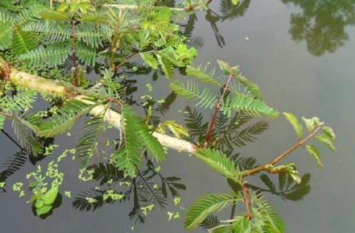 8 สรรพคุณและประโยชน์ของผักกระเฉดน้ำ ! (Water mimosa)