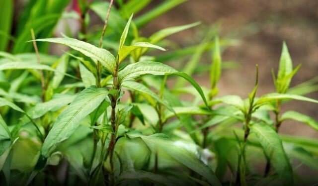 persicaria_odorata-1