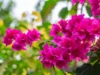 เฟื่องฟ้า (Bougainvillea)