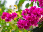 เฟื่องฟ้า (Bougainvillea)