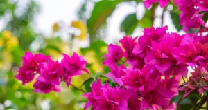 เฟื่องฟ้า (Bougainvillea)