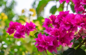 เฟื่องฟ้า (Bougainvillea)