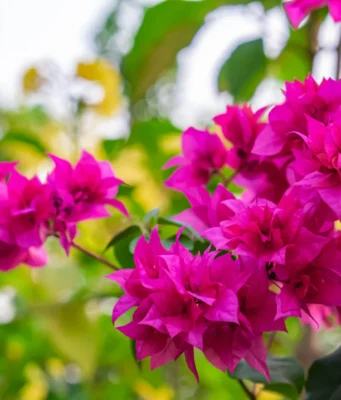 เฟื่องฟ้า (Bougainvillea)