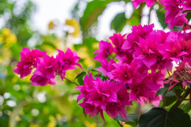 เฟื่องฟ้า-Bougainvillea.png
