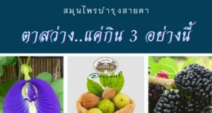 สมุนไพรบำรุงสายตา