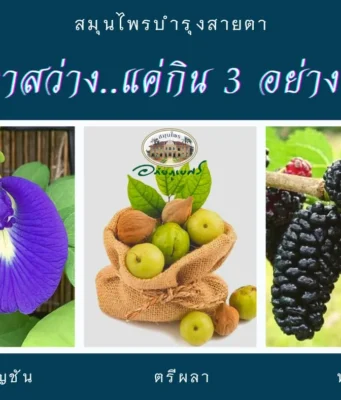 สมุนไพรบำรุงสายตา