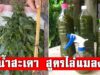 น้ำหมักสะเดา สูตรธรรมชาติ ป้องกันเพลี้ยหนอน ลดสารเคมีในแปลง