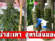 น้ำหมักสะเดา สูตรธรรมชาติ ป้องกันเพลี้ยหนอน ลดสารเคมีในแปลง