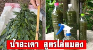 น้ำหมักสะเดา สูตรธรรมชาติ ป้องกันเพลี้ยหนอน ลดสารเคมีในแปลง
