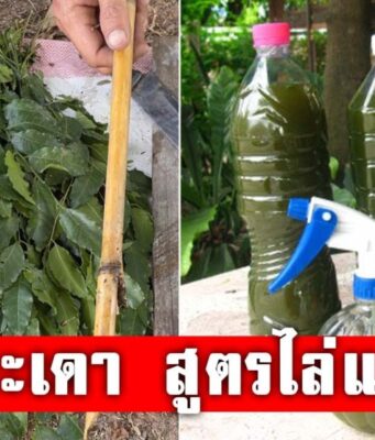 น้ำหมักสะเดา สูตรธรรมชาติ ป้องกันเพลี้ยหนอน ลดสารเคมีในแปลง