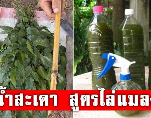 น้ำหมักสะเดา สูตรธรรมชาติ ป้องกันเพลี้ยหนอน ลดสารเคมีในแปลง