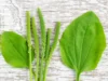 3 สูตรสมุนไพรเลิกเหล้า-เลิกบุหรี่ แก้กลิ่นตัว หามากินด่วน!