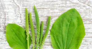 3 สูตรสมุนไพรเลิกเหล้า-เลิกบุหรี่ แก้กลิ่นตัว หามากินด่วน!