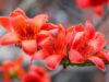 ดอกงิ้วในน้ำเงี้ยวคืออะไร? ทำไมขนมจีนน้ำเงี้ยวต้องใส่?
