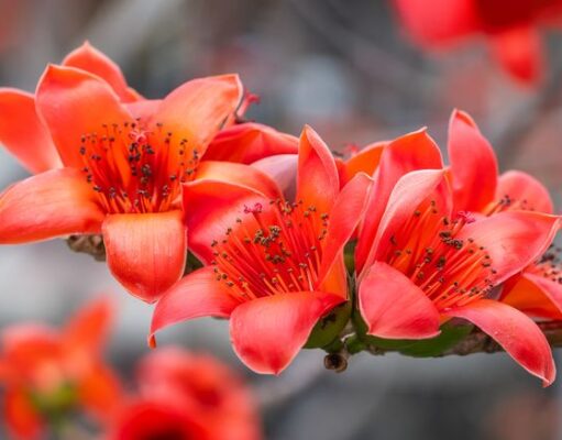 ดอกงิ้วในน้ำเงี้ยวคืออะไร? ทำไมขนมจีนน้ำเงี้ยวต้องใส่?