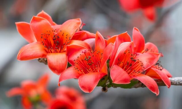 bombax_ceiba(1)
