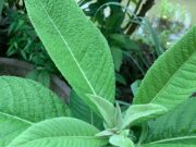 หนาดใหญ่ ประโยชน์ดีๆ สรรพคุณเด่นๆ