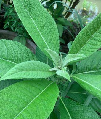 หนาดใหญ่ ประโยชน์ดีๆ สรรพคุณเด่นๆ