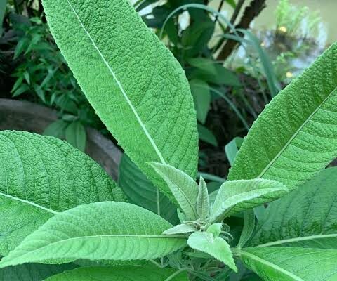 หนาดใหญ่ ประโยชน์ดีๆ สรรพคุณเด่นๆ