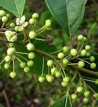 เทพทาโร ประโยชน์ดีๆ สรรพคุณเด่นๆ