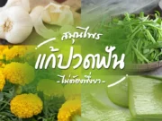 8 สมุนไพร ช่วยแก้อาการ”ปวดฟัน” เพื่อสุขภาพช่องปากที่ดี