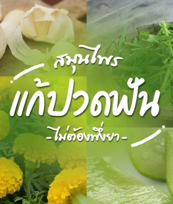 8 สมุนไพร ช่วยแก้อาการ”ปวดฟัน” เพื่อสุขภาพช่องปากที่ดี
