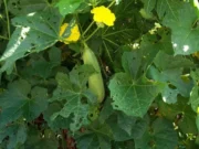 1 ส่วนในต้นบวบ ใช้เป็น “สมบัติล้ำค่า” ของตับ-ตา-ผิวหนัง แต่คนส่วนใหญ่ไม่รู้ ทิ้งเกลี้ยง!
