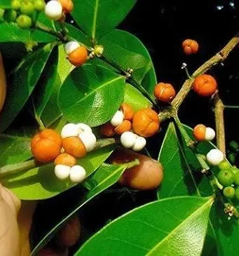 ขันทองพยาบาท ประโยชน์ดีๆ สรรพคุณเด่นๆ