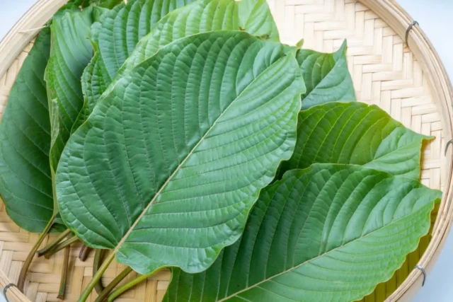 what-is-a-mitragynine-leaf-1536x1024.jpg